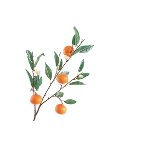 Citrus Sinensis Orange