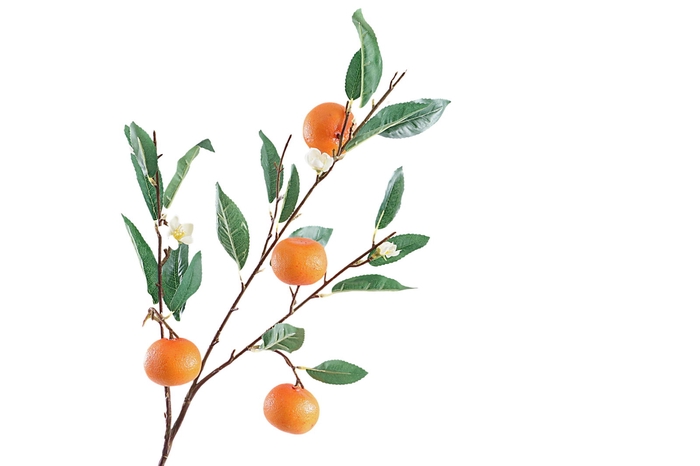 <h4>Citrus Sinensis Orange</h4>