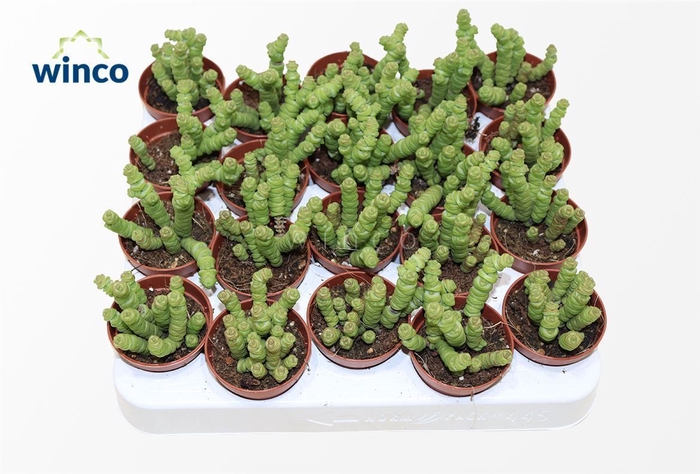 <h4>Crassula Marneriana Mini</h4>