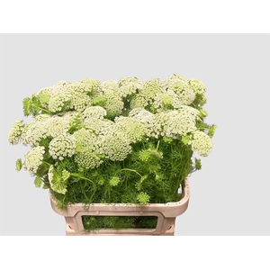AMMI MAJUS