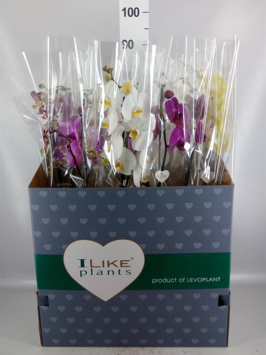 <h4>Phalaenopsis   ...mix</h4>