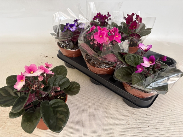 <h4>SAINTP GEM 6 KL</h4>