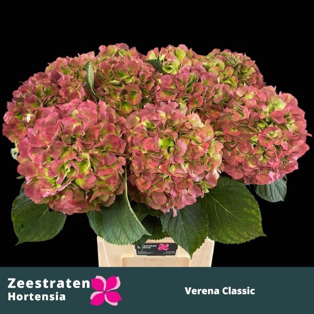 <h4>HYDR M CH VERENA CL</h4>