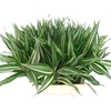 Sanderiana Victory 45cm