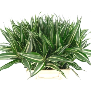 Sanderiana Victory 45cm