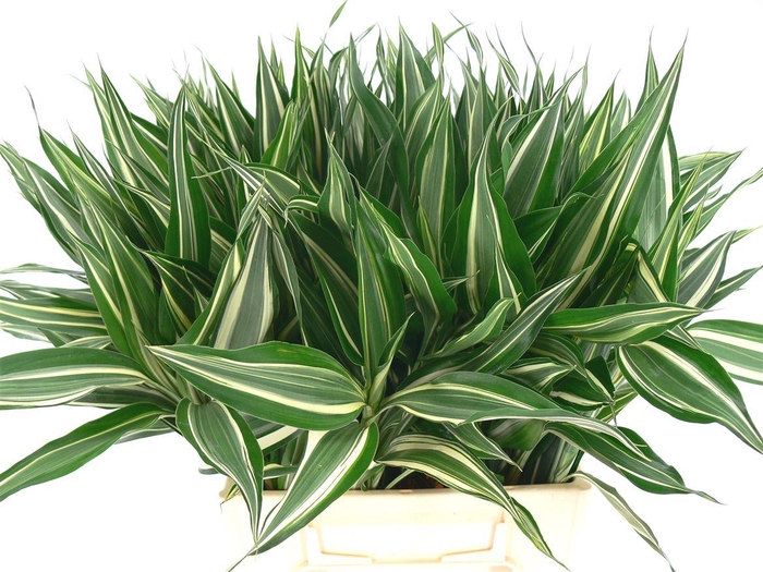 <h4>Sanderiana Victory 45cm</h4>