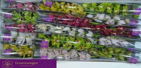 <h4>Cymb Mi Gem</h4>