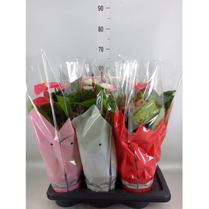 Anthurium   ...mix 4