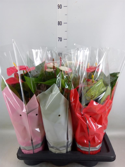 <h4>Anthurium   ...mix 4</h4>