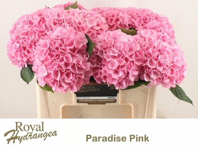 <h4>HYDR M PARADISE</h4>