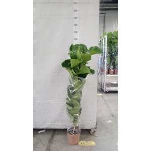 Ficus lyrata