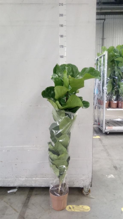 <h4>Ficus lyrata</h4>