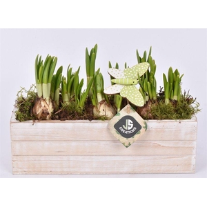 Hout rechthoek ww 27x9,5cm