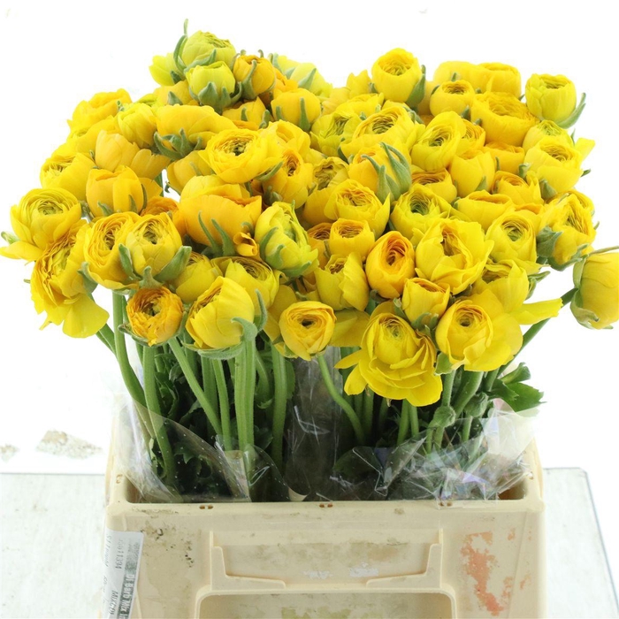 <h4>Ran El Yellow Extra</h4>