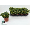 arr8 Sanv Procumbens