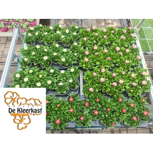 Bellis Perennis Mixk 1 Kleur Per Tray