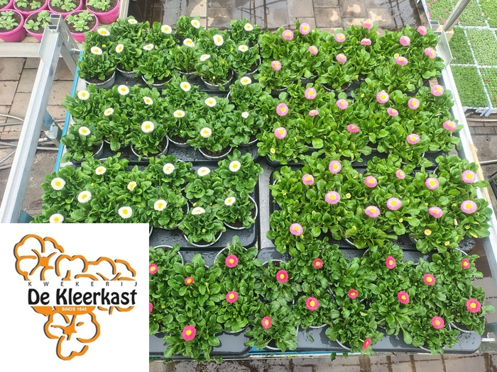<h4>Bellis Perennis Mixk 1 Kleur Per Tray</h4>