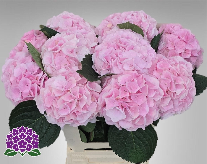 <h4>HYDR M MY PINKTOU RZ</h4>