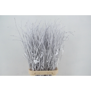BETULA BS KLB H%