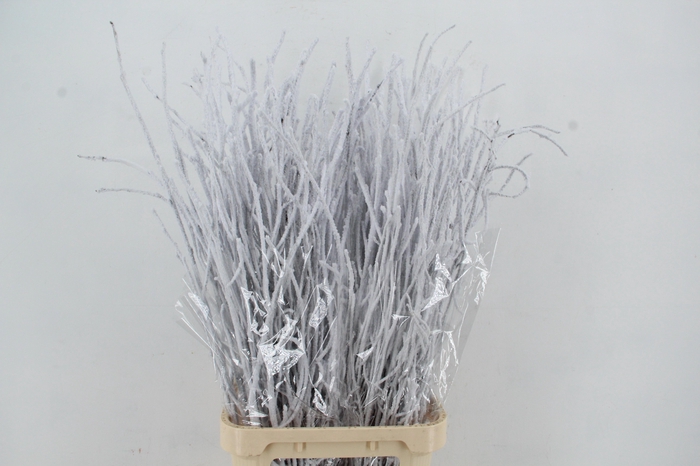 <h4>BETULA BS KLB H%</h4>