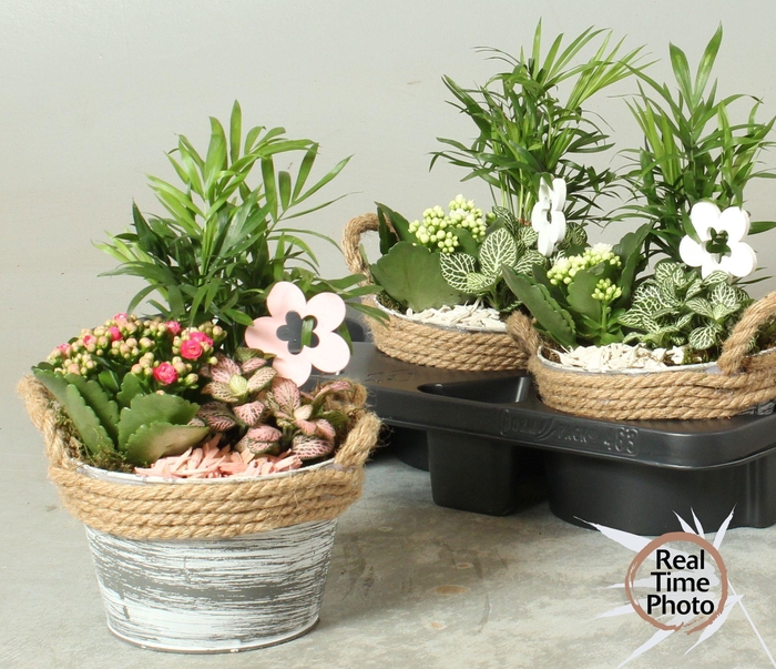 <h4>ARR KAMERPL</h4>