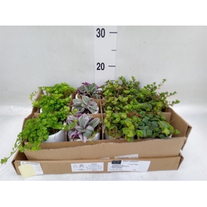 Arr.   Kamerplant Groen L%