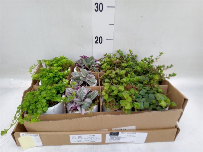 <h4>Arr. Kamerplant Groen L%</h4>