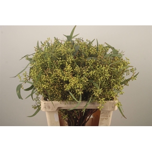 Euc Greenberry Per Bunch