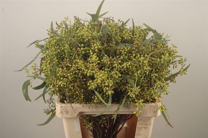 <h4>Euc Greenberry Per Bunch</h4>