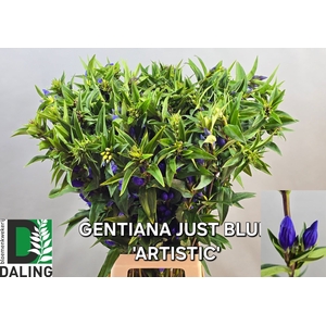 GENTI JUST BLUE
