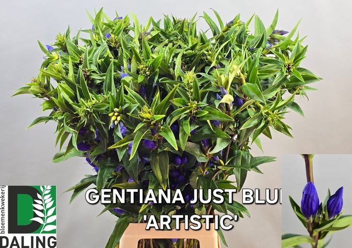 <h4>GENTI JUST BLUE</h4>