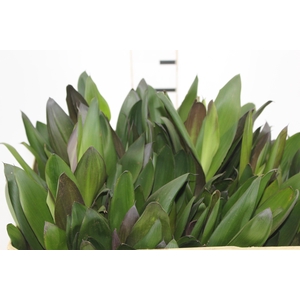 FOLHAGEM DRACENA POA