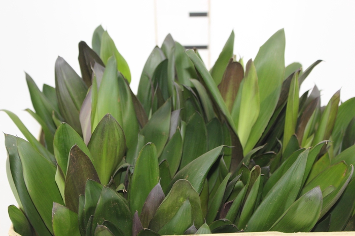 <h4>FOLHAGEM DRACENA POA</h4>