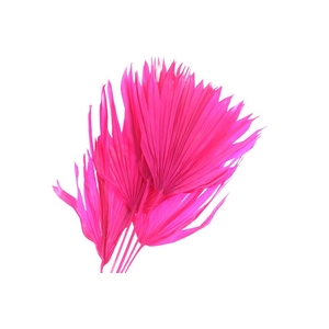 Palm Sun Cerise