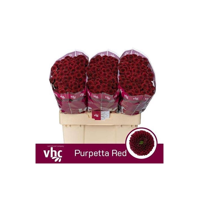 <h4>Chr S Aaa Purpetta Red</h4>