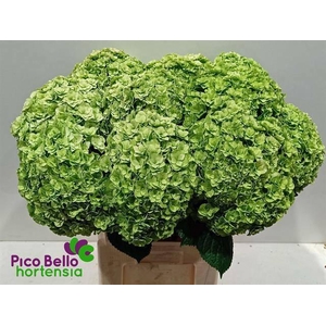 HYDR M ROY HIGHNE CL