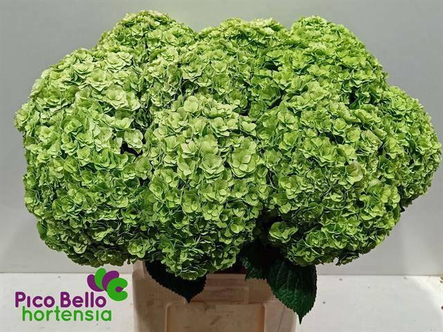 <h4>HYDR M ROY HIGHNE CL</h4>