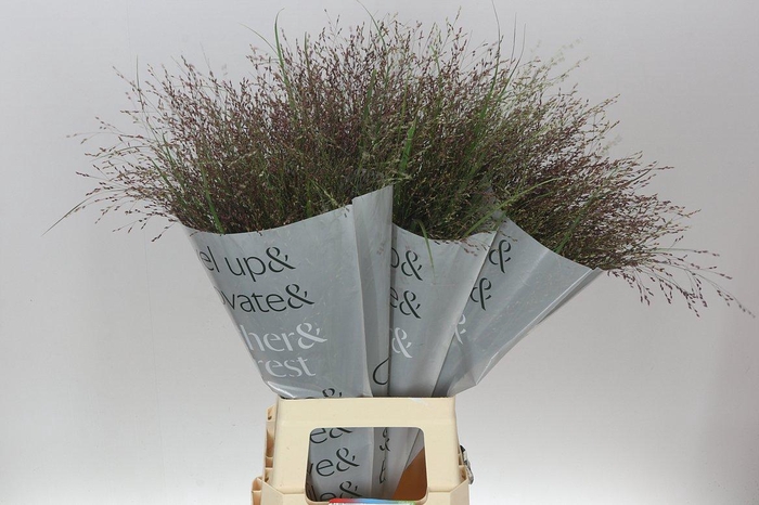 <h4>Panicum Warrior</h4>