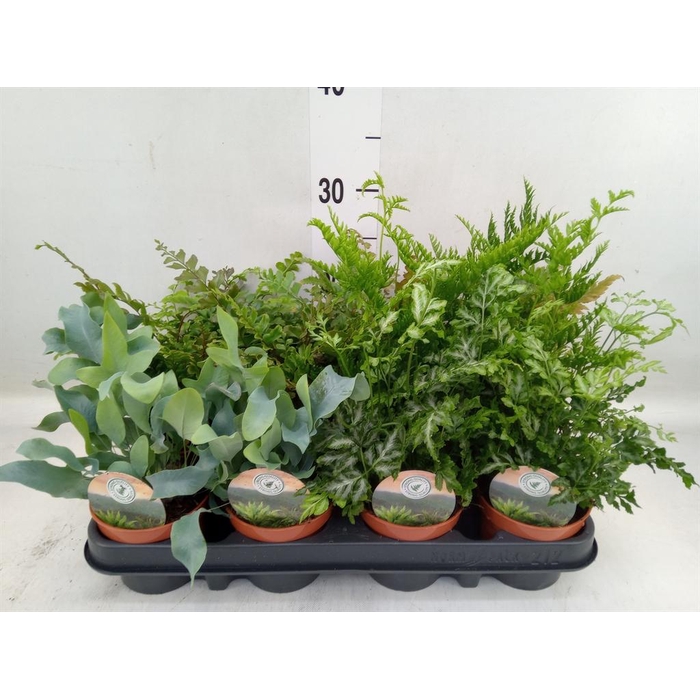 <h4>Ferns   ...mix</h4>