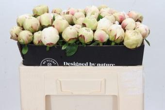 <h4>Paeonia Odille XXL</h4>