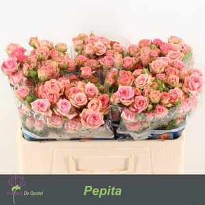 Rosa spray pepita