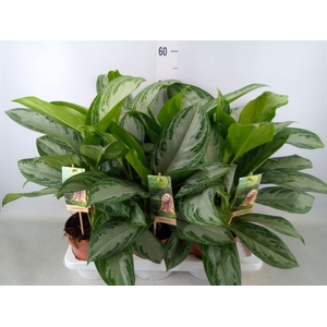 Aglaonema  'Silver Bay'