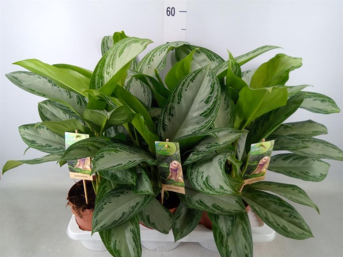 <h4>Aglaonema  'Silver Bay'</h4>