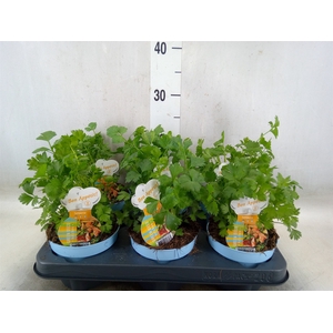 Apium graveolens