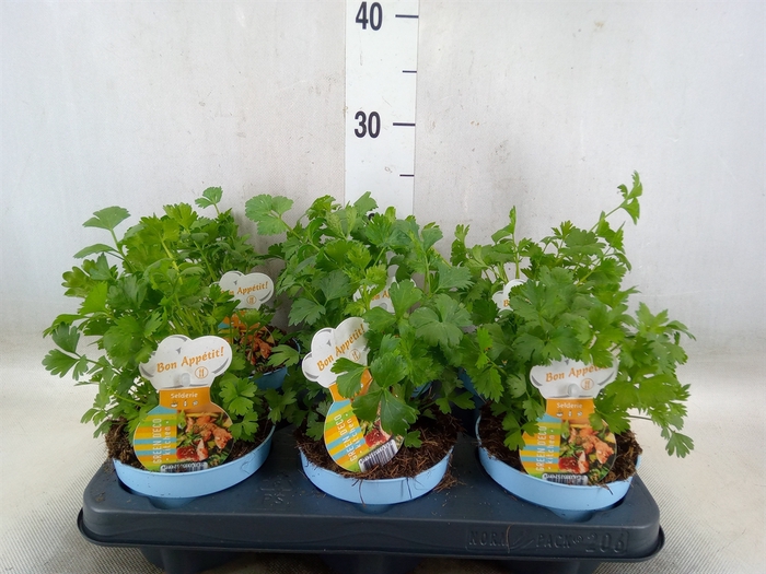 <h4>Apium graveolens</h4>