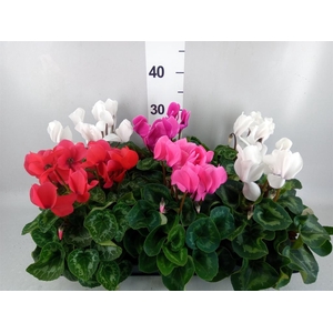 Cyclamen GR 'Leopardo'