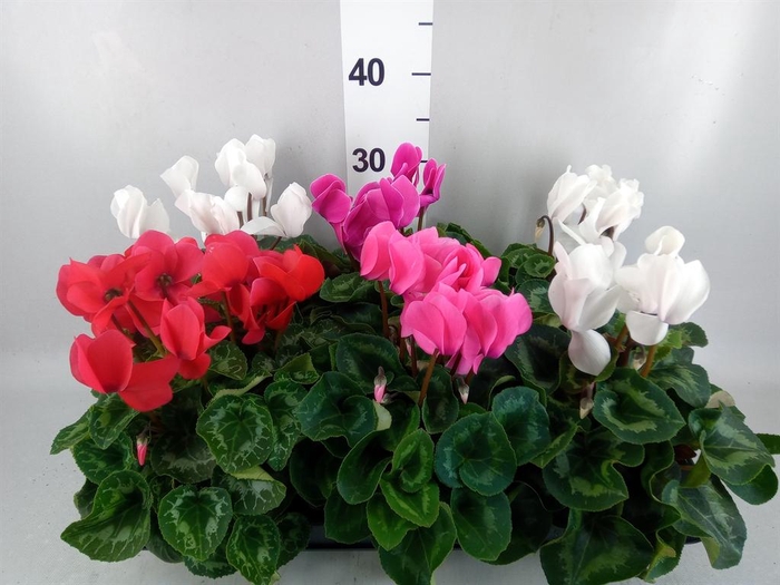 <h4>Cyclamen GR 'Leopardo'</h4>