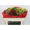 Hypericum Rainbow Romance Spray