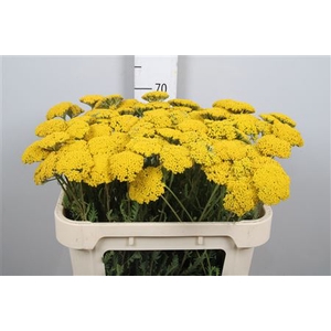 Achil F Parker Variety