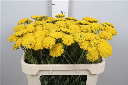 <h4>Achil F Parker Variety</h4>